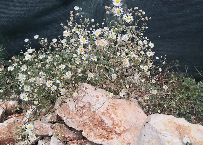 Casa Romantica 4* Vilanija